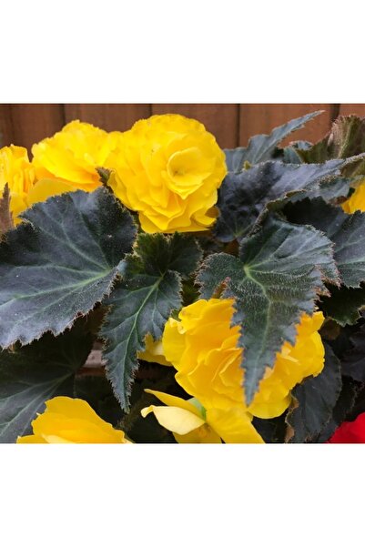 megcito Begonya Tohumu ( Katmerli, Kırmızı Yaprak ) Sarı Renkli - 8 Tohum