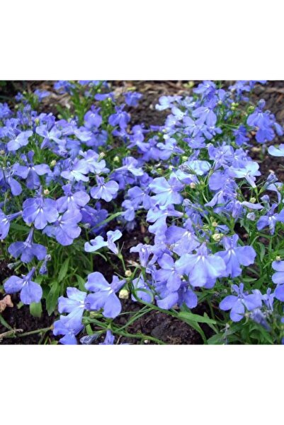 Lobelia Seed (Multiflower) - Blue - 10 Seeds
