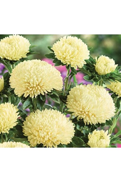 megcito Aster Kasımpatı ( Krizantem ) Sarı Renkli - 20 Tohum