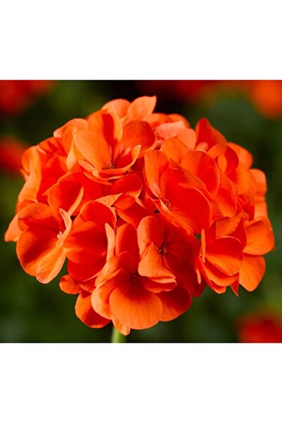 Geranium Seed ( Large Flower, Scented Leaf ) Orange - 5 Seeds