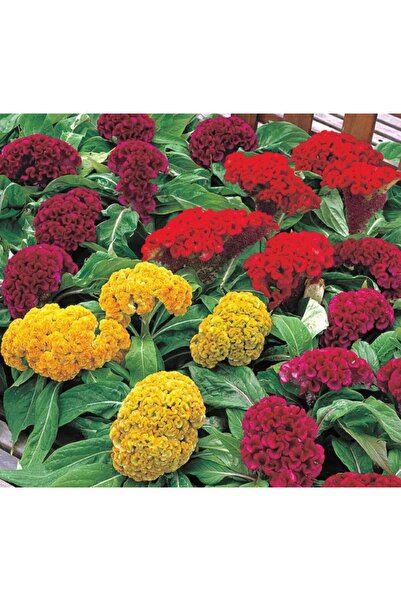 megcito Horoz Ibiği Tohumu ( Balta ) Karışık Renkli - 20 Tohum