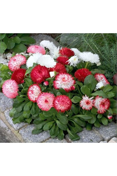 megcito Şeker Tabağı Papatya Tohumu ( Ponpon ) - Karışık Renkli - 10 Tohum