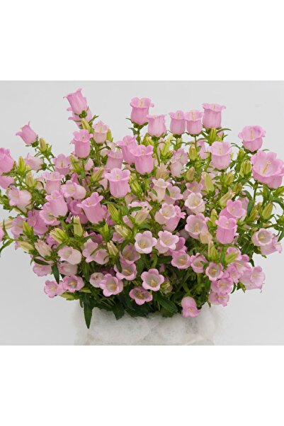 megcito Çan Çiçeği Tohumu ( Mini Maviş ) Pembe Renkli - 5 Tohum