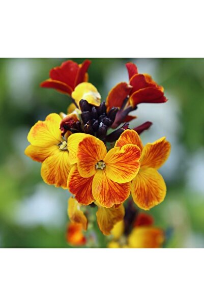 Yellow Şebboy Seed ( Scented ) - 25 Seeds