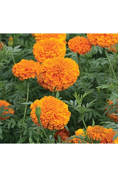 Marigold Seed ( Big Flower Tall ) Orange - 5 Seeds