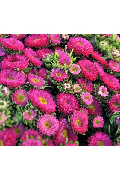 megcito Kasımpatı Çiçeği Tohumu ( Uzun Boylu, Kesimlik ) Pembe Renkli - 5 Tohum