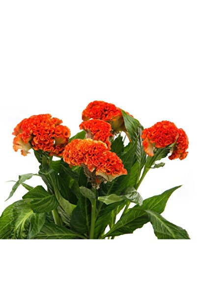 megcito Horoz İbiği Balta Tohumu Japon - Turuncu Renkli ( 20 Tohum )