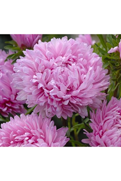 megcito Aster Kasımpatı ( Krizantem ) Pembe Renkli - 20 Tohum