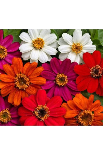 megcito Zinnia Çiçeği Tohumu ( Mini Çiçekli, Kirli Hanım ) Karışık Renkli - 5...
