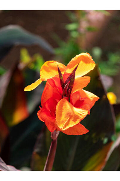 Bitkim Sende Kana Tesbih Çiçeği Turuncu(30-50 Cm)1 Adet Saksılı Balkon Bahçe Bitkisi