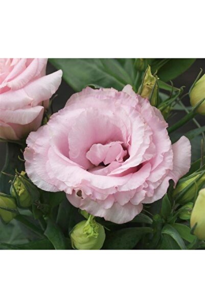 megcito Lisianthus ( Lale Gül ) Julyet Serisi - PEMBE ( 5 Tohum )