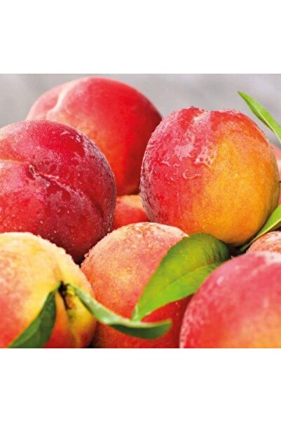 Doğan Fidancılık Bursa Yarma Şeftali Fidanı Saksılı 5 yaş  130 -170 cm