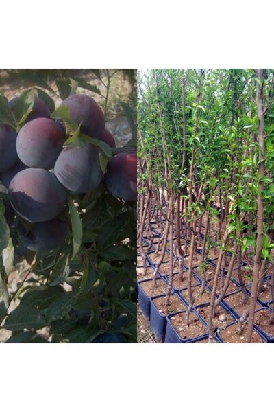 Doğan Fidancılık Black Diamond ( Japon erik ) Fidanı Saksılı 5-6 yaş 150 -170 cm