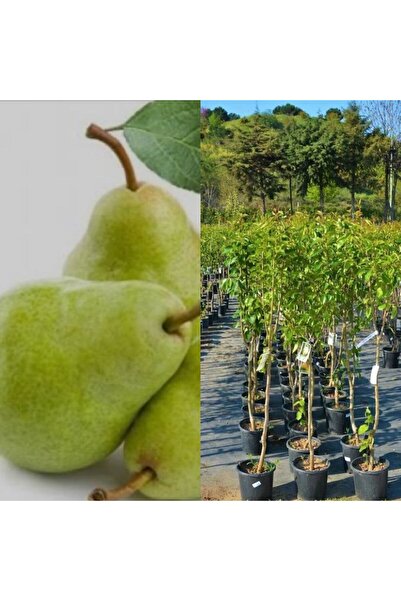 Doğan Fidancılık Deveci Armut Fidanı saksılı 4-5 yaş 150 -170 cm