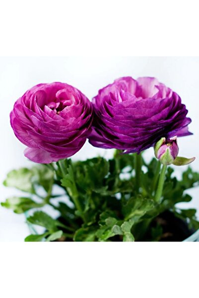 megcito Şakayık Tohumu ( Kalıcı Ve Katlı Çiçek ) - Mor Renkli - 5 Tohum