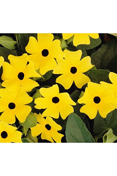 Black-Eyed Suzan Flower Seed - Yellow ( 5 Seeds)