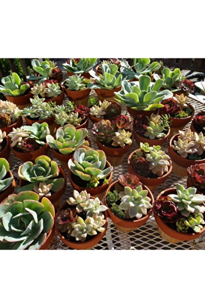 megcito Sukulent Kaktüs Çiçeği No:5 Tohumu