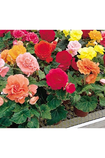 megcito Begonya Tohumu ( Katmerli ) Karışık Renkli - 5 Tohum