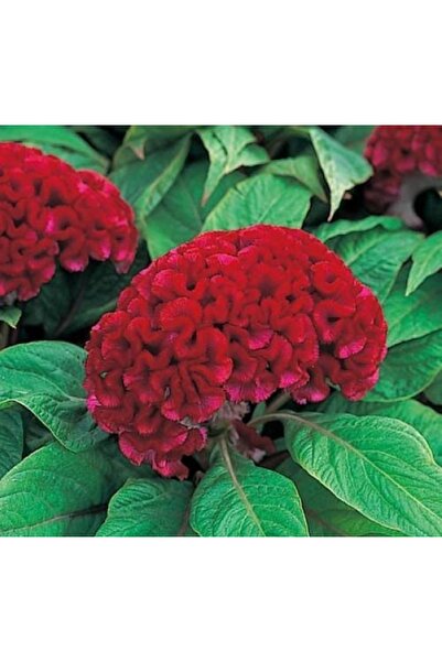 megcito Horoz İbiği Balta Tohumu Japon - Kırmızı Renkli ( 20 Tohum )