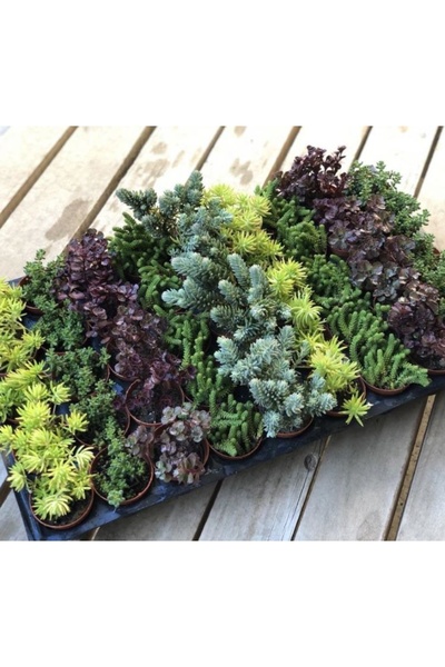 megcito Sukulent Kaktüs Çiçeği No:2 Tohumu