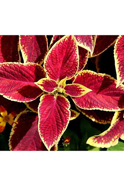 Foliar Beauty Seed ( Broad Leaf ) - Red Color - 20 Seeds