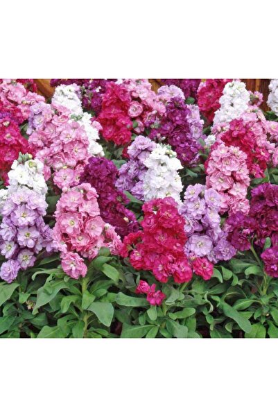 megcito Şebboy Çiçeği Tohumu ( Katmerli Keskin Kokulu ) Karışık Renkli - 10 T...