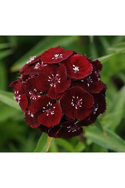 Carnation Seed ( Very Long And Single Layer Flower ) - Dark Red Color - 5 Seeds