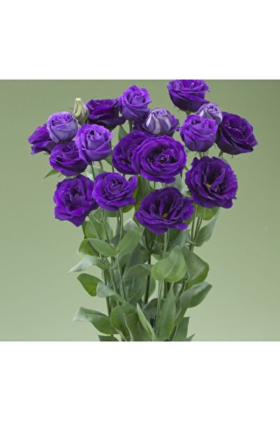 megcito Lisianthus ( Lale Gül ) Gelin Buketi Serisi - MOR ( 5 Tohum )