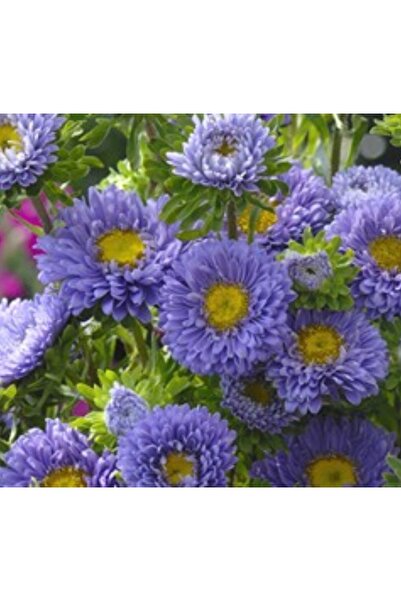 megcito Kasımpatı Çiçeği Tohumu ( Uzun Boylu, Kesimlik ) Mavi Renkli - 5 Tohum