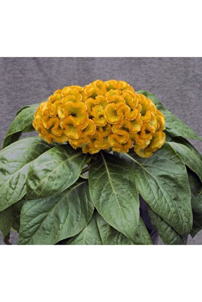 megcito Horoz İbiği Balta Tohumu Japon - Sarı Renkli ( 20 Tohum )