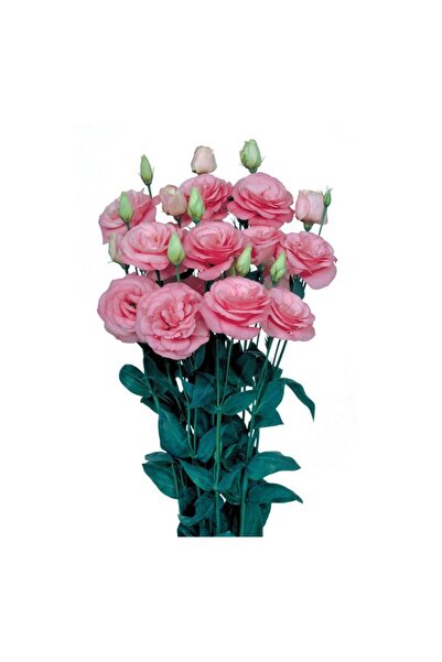 megcito Lisianthus Çiçeği Tohumu ( Katmerli, Bodur ) Pembe Renkli - 5 Tohum