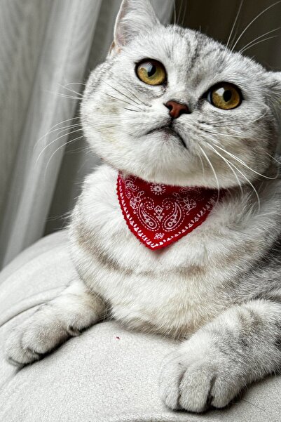 TAKIŞTIR Kırmızı Renk Fularlı Kedi Tasması