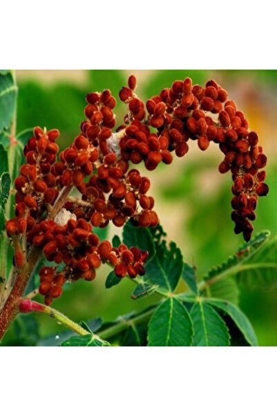 Genel Markalar Doğal Sumak Tohumu (20 adet)