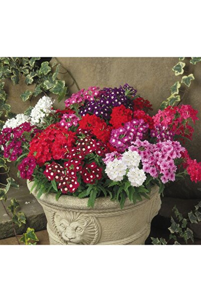 Enamel Flower ( Dangling Branching ) Mixed Color - 10 Seeds