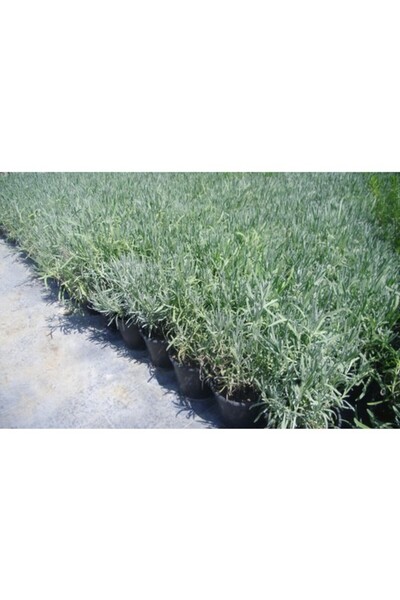 Biorganix Life Lavanta Fidanı 2 Adet 30-40 Cm (LAVANDULA İNTERMEDİA)