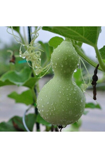 Genel Markalar Doğal Calabash Süs (Su) Kabağı Tohumu (5 TOHUM)