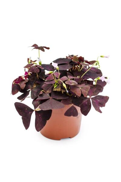 Greenifolia Oxalis Triangularis (mor Süs Yoncası)