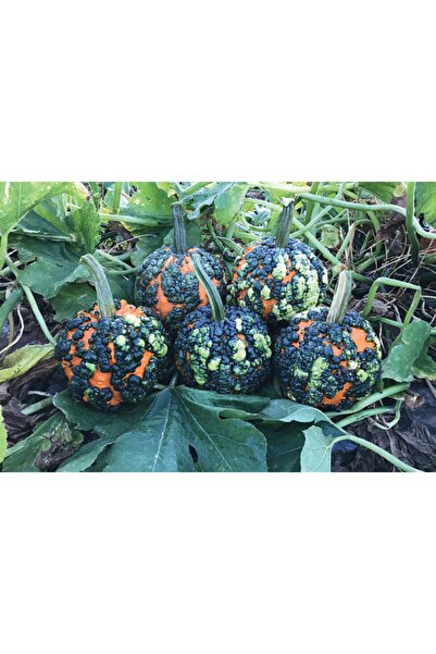FarmLife Tohum 5 Adet Miniwarts Bal Kabağı Tohumu