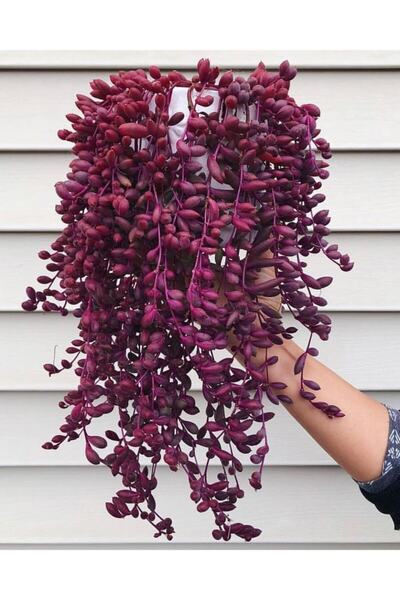 EGE GARDEN Yakut Kolyesi Askılı 1.5lt Saksıda Canlı Bitki Othonna Capensis