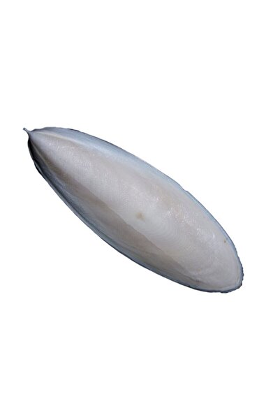 Genel Markalar Kalamar Kemiği Mürekkep Balığı Kemiği 12-14 Cm