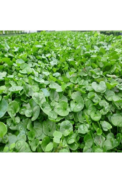 GreenGarden Dlf Fare Kulağı Çim Tohumu 1 kg