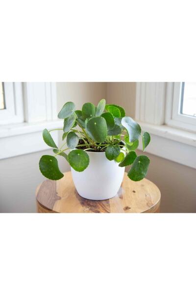 Hilal Garden Pilea Peperomioides / Çin Para Bitkisi