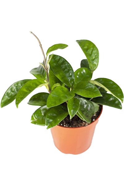 LEVANT Mum Çiçeği Hoya Carnosa Fidesi Köklenmiş Saksıda