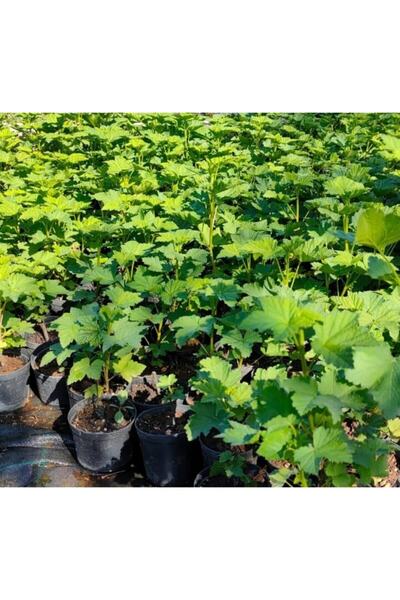 Fidanyolu Frenk Üzümü Kirmizi