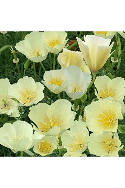 Genel Markalar Beyaz Kaliforniya Gelincik Papaver Çiçeği Tohumu(100 tohum)