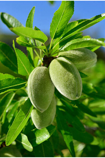 ECOLIFE TROPICAL Çağla (BADEM) 500 gr - Anamur - Taze Dalından