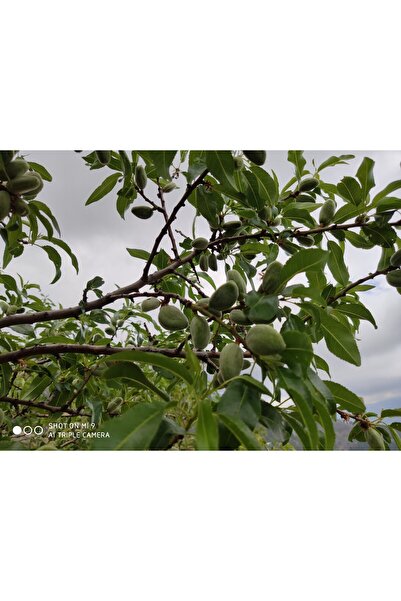 ANAMURMEYVECİM Çağla Badem 1 kg