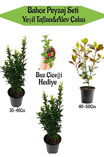 serada decor & plant Bahçe Peyzaj Seti 2 Adet Yeşil Taflan+1 Adet Alev Çalısı...