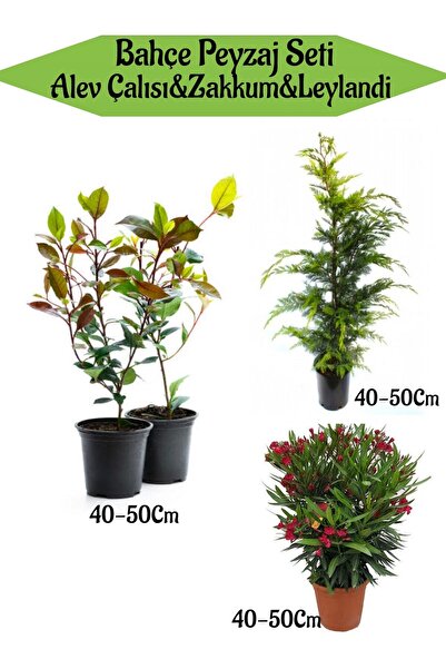 Bitkim Sende Bahçe Seti 2 Adet Alev Çalısı+1 Adet Leylandi Fidanı+1 Adet Kırmızı Zakkum Fidanı