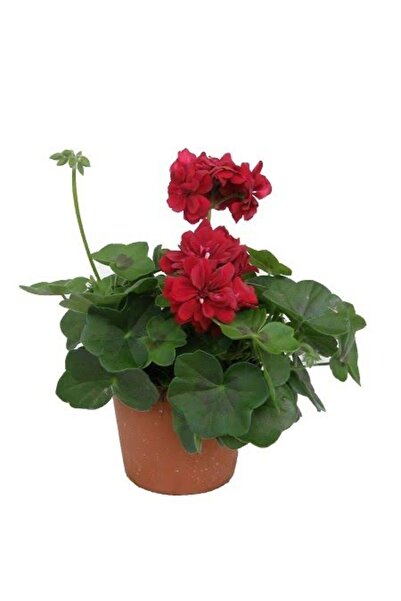 SARMASK Sakiz Sardunya (35-45cm ) Form (beyaz -pembe -kirmizi Renk ) Saksili ...
